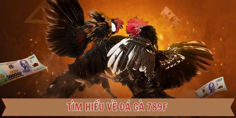 Vài nét về sảnh cá cược đỉnh cao
