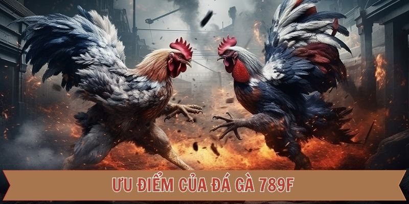Ưu điểm nổi bật khi trải nghiệm đá gà 789F
